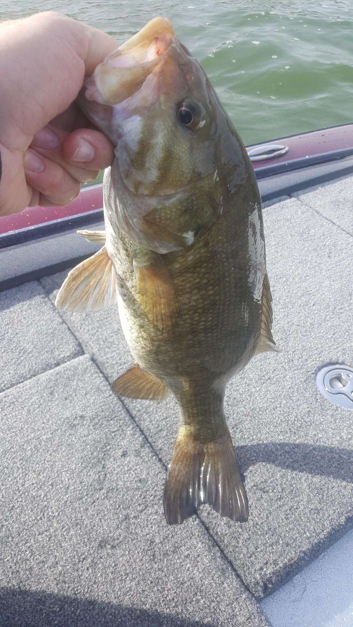 Cherokee Lake practice gallery - Bassmaster