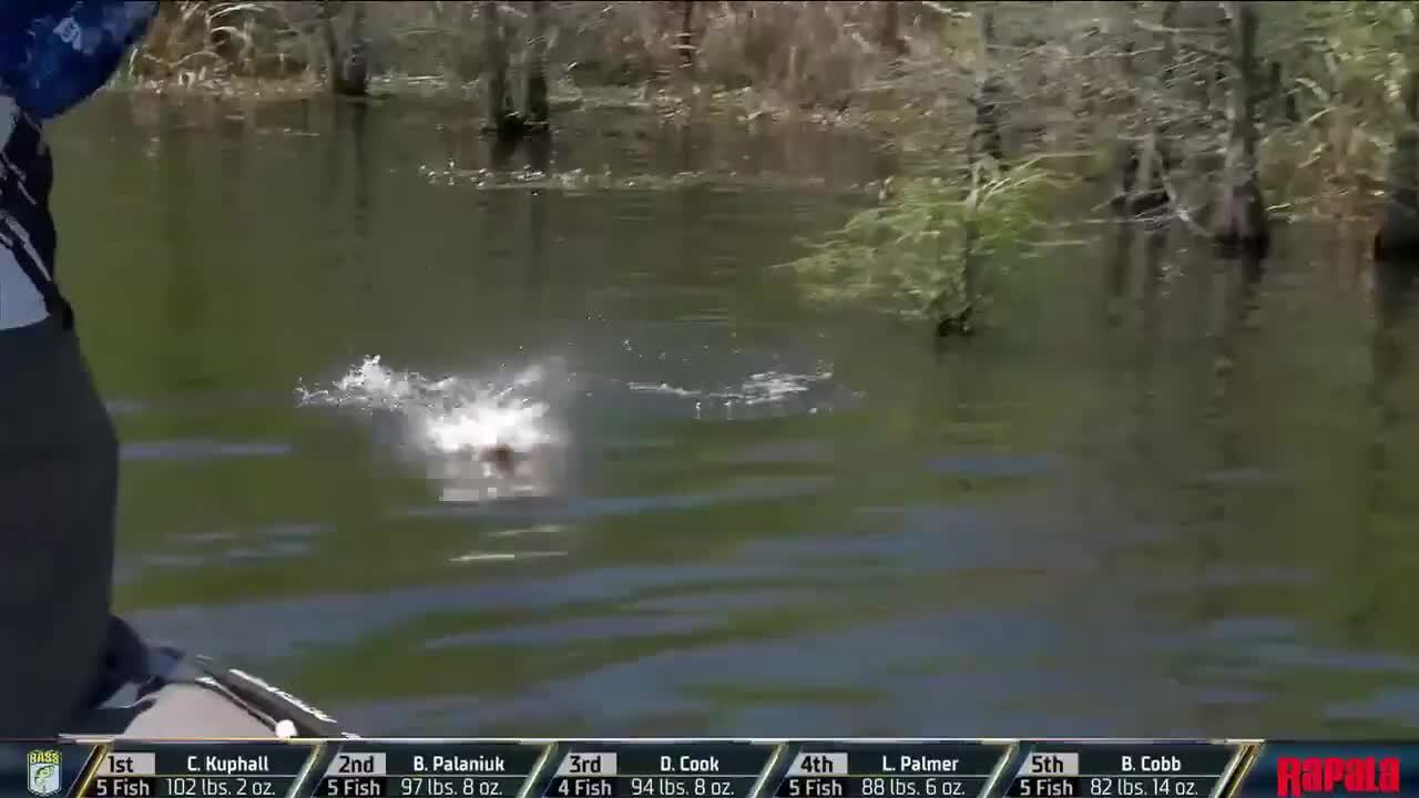 Bass Jumping Out Of Lake