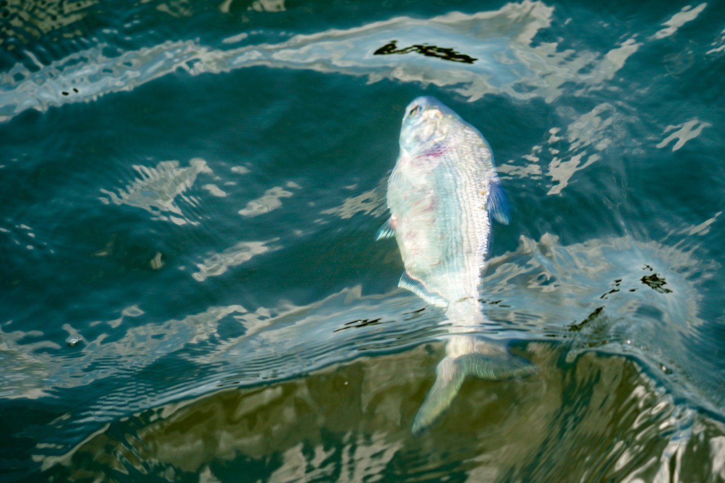Lake Fork Lures Live Baby Shad Bluegill