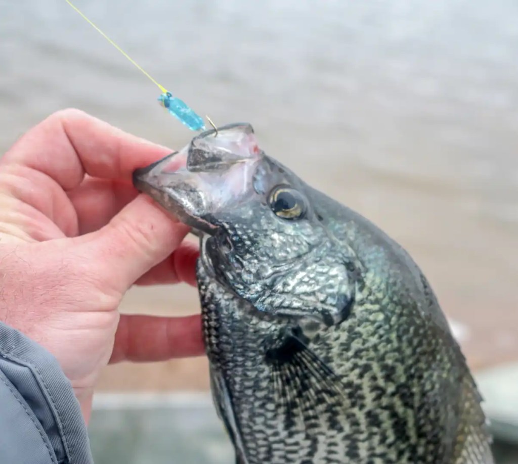 Jig Heads - Simply Crappie