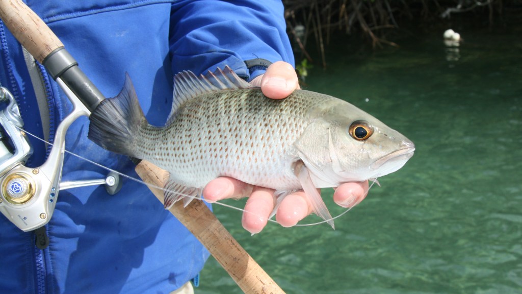 Mangrove snapper or dog snapper. When you hook one, reel fast or
