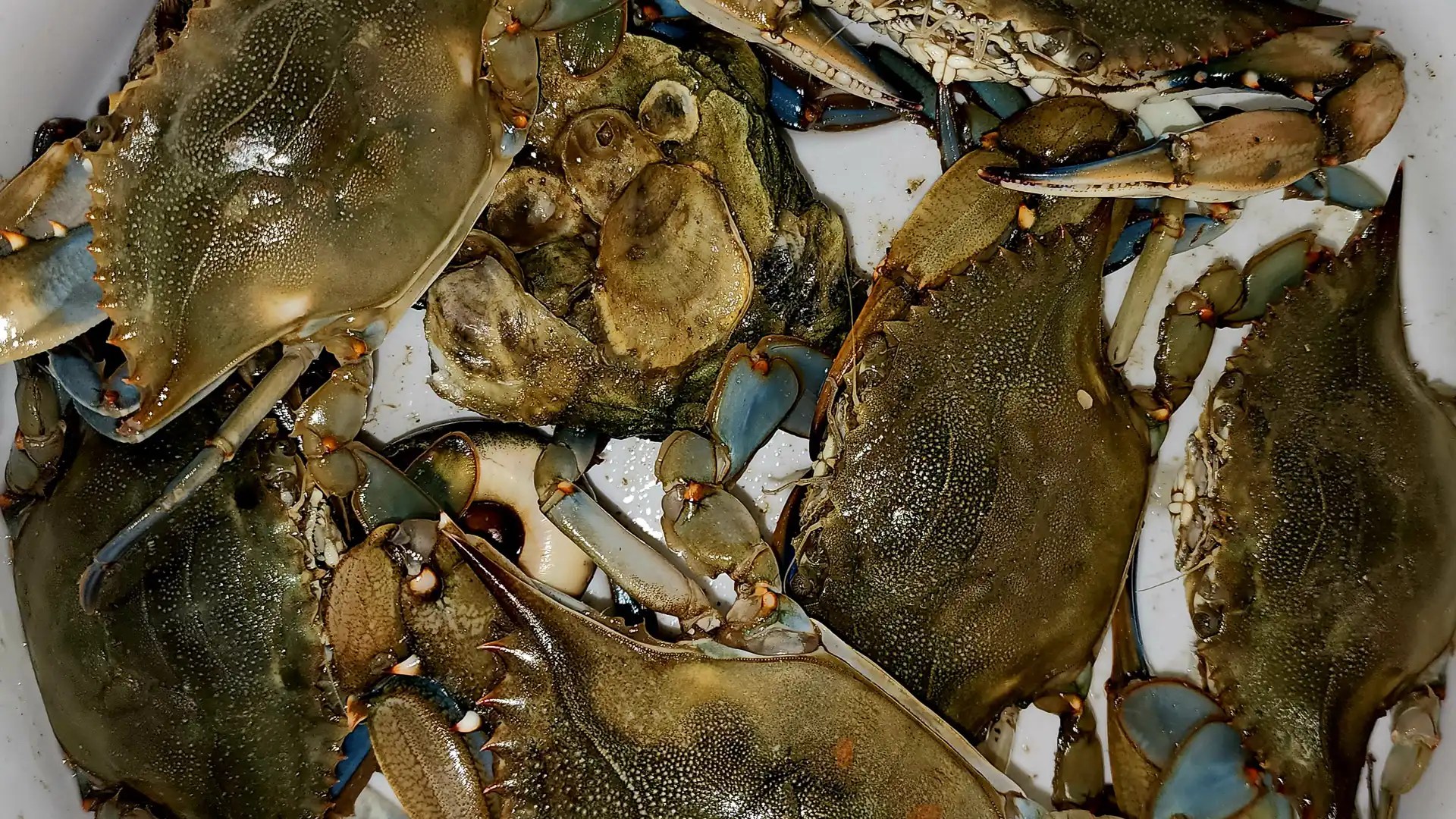 The Ultimate Guide to Crab Claw Fishing: Tips and Tricks
