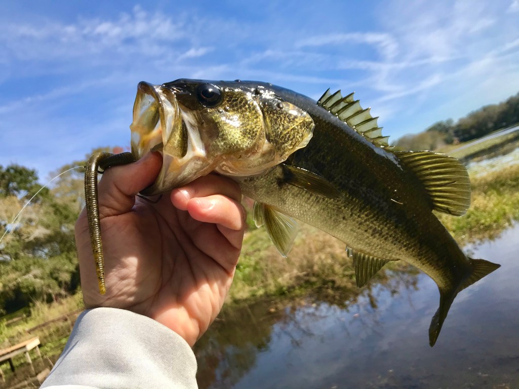 Bank Fishing for Bass with Power Bait Power Worms - Texas Rig 
